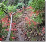 浄慶寺(彼岸花)-01