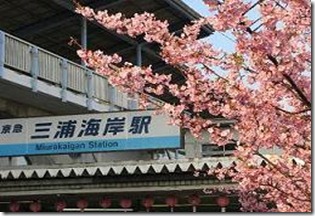 河津桜-01