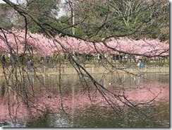 河津桜-07