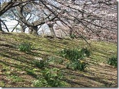 猿江公園-02