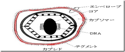 ウイルスの構造-01